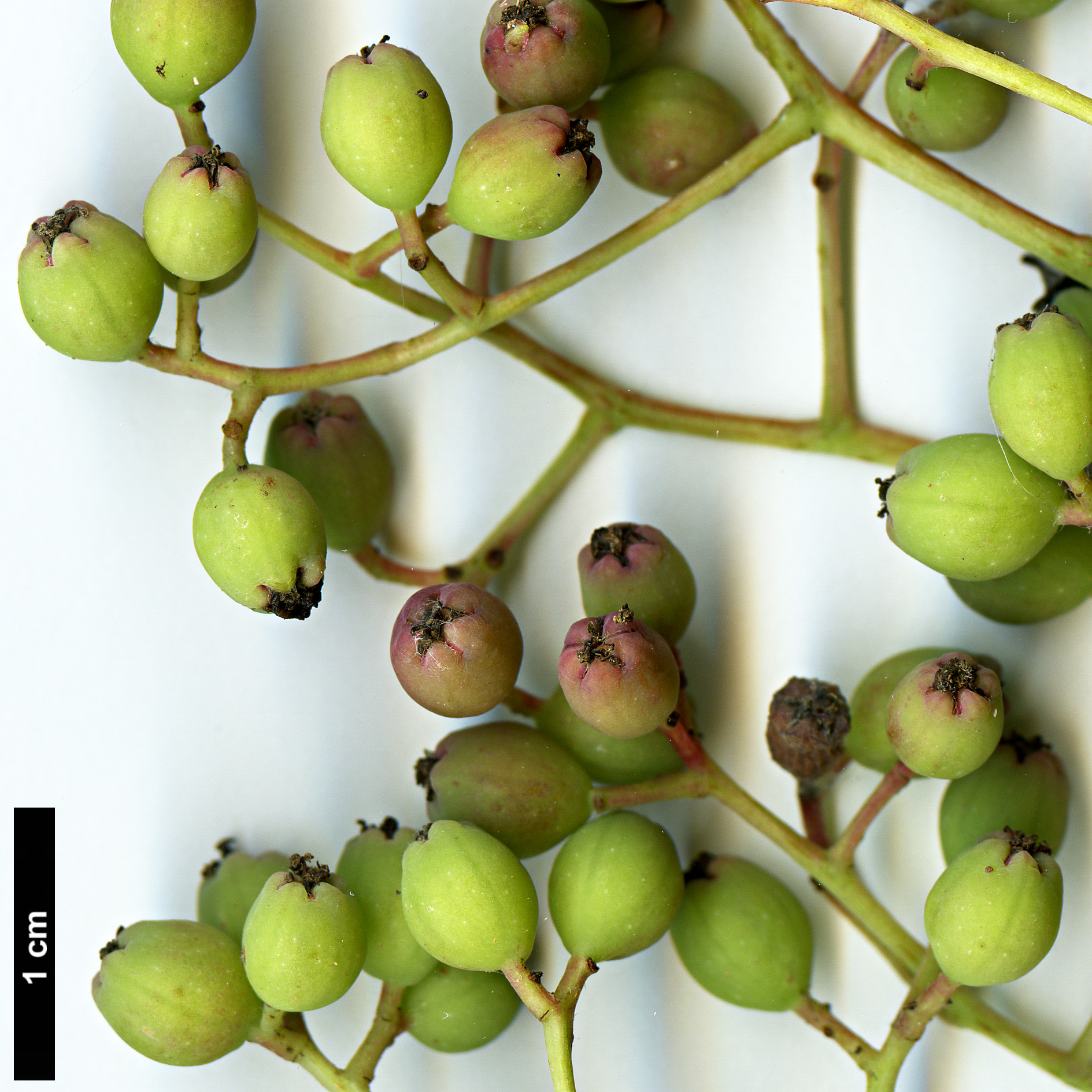 High resolution image: Family: Rosaceae - Genus: Sorbus - Taxon: discolor